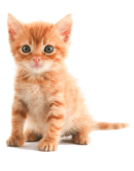https://www.bluecrossanimalservices.com.au/wp-content/uploads/2017/04/pricing-263x334.png